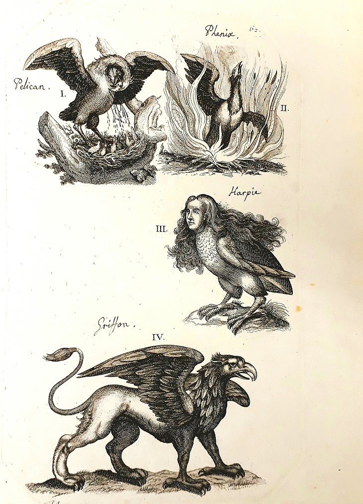 De drôles d'oiseaux