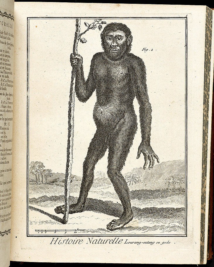 Nos cousins les singes