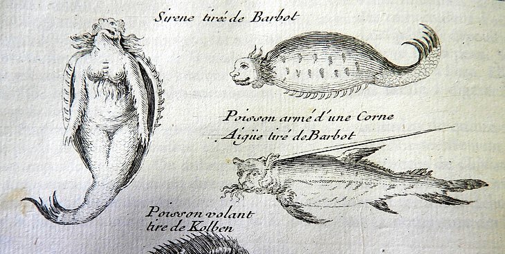 De curieux monstres marins