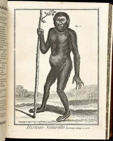 Nos cousins les singes